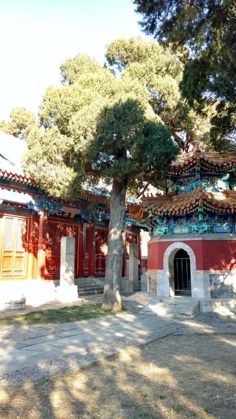 Sabina chinensis plantplacesimage20171126_101807.jpg