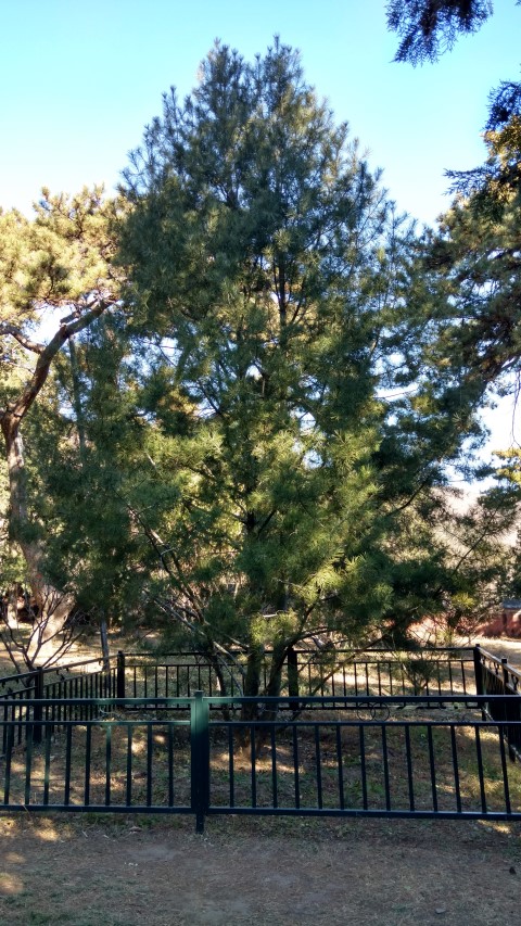 Pinus bungeana plantplacesimage20171126_103517.jpg
