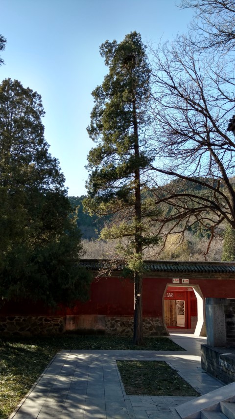 Sabina chinensis plantplacesimage20171126_104258.jpg