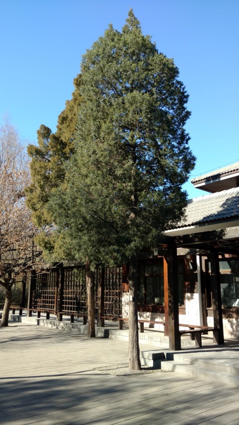 Juniperus chinensis plantplacesimage20171126_125913.jpg