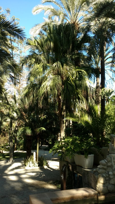 Picture of Livestonia chinensis  Palmera China de abanico