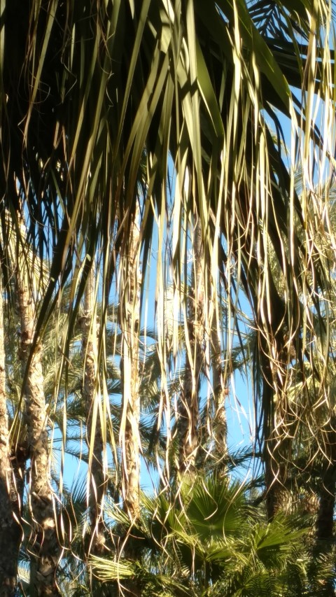 Picture of Livestonia chinensis  Palmera China de abanico