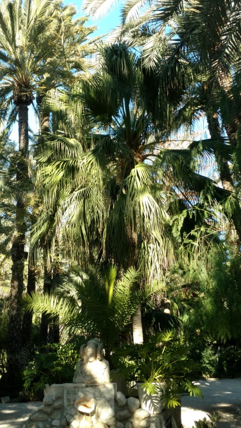 Picture of Livestonia chinensis  Palmera China de abanico