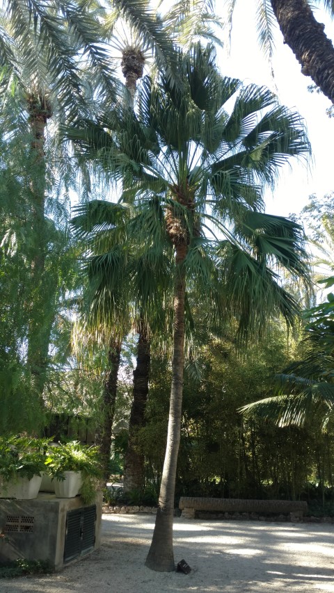 Picture of Livestonia chinensis  Palmera China de abanico