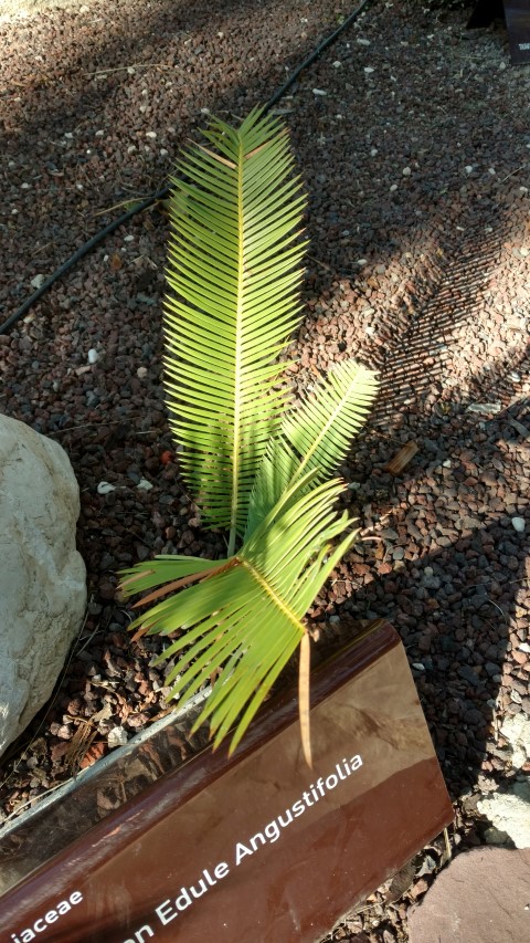 Picture of Dioon edule angustifolia
