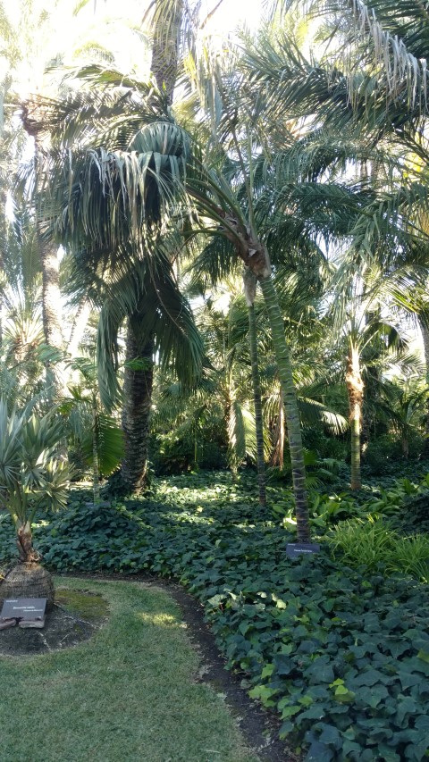 Picture of Howea forsteriana  