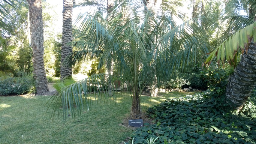 Picture of Parajubaea torally torally 