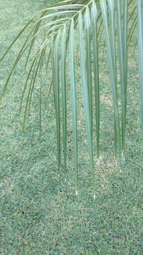 Picture of Parajubaea torally torally 