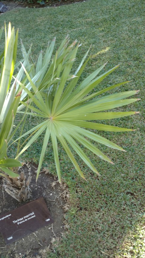 Picture of Thrinax morrisii  Palma de escoba