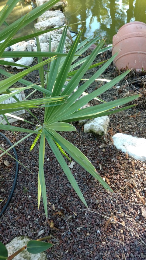 Picture of Serenoa repens  