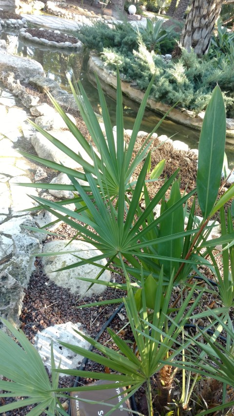 Picture of Serenoa repens  
