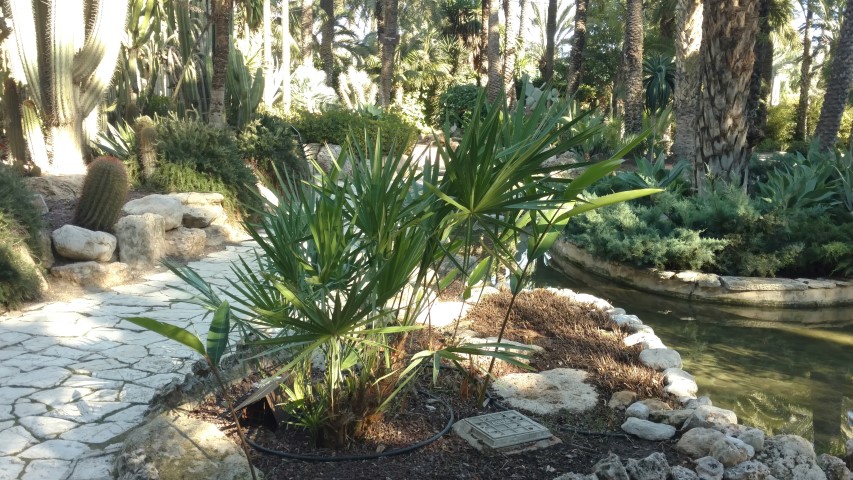 Picture of Serenoa repens  
