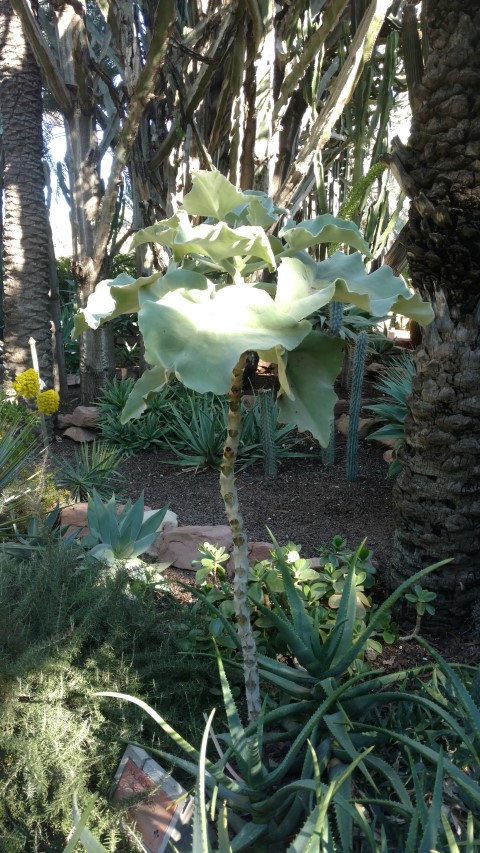 Picture of Kalanchoe beharensis  