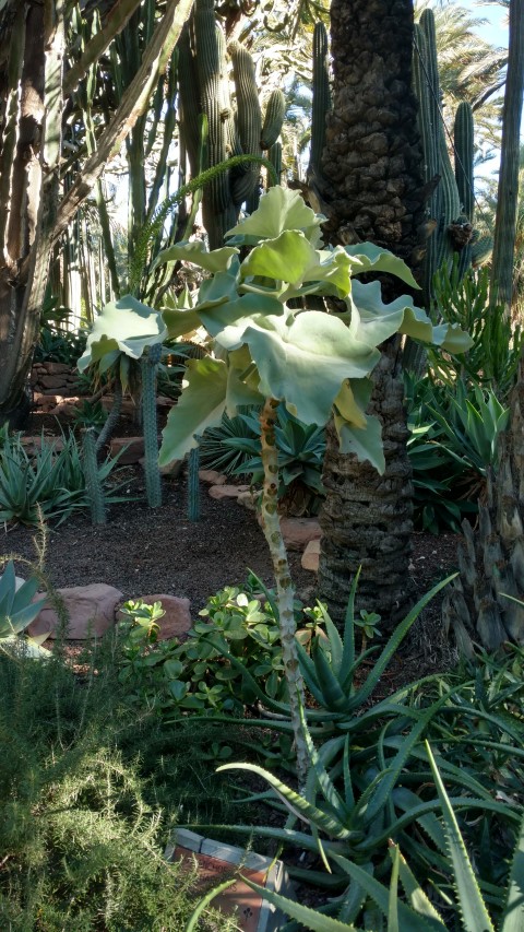 Picture of Kalanchoe beharensis  