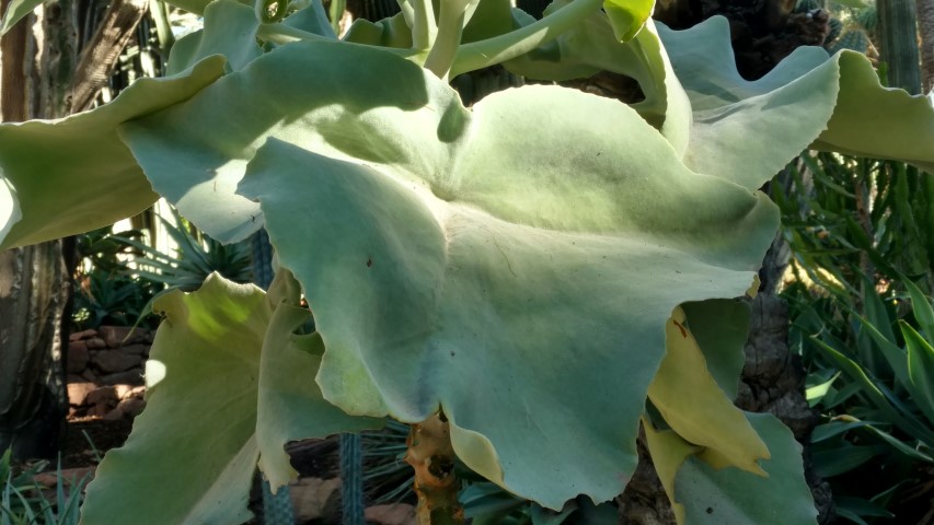 Picture of Kalanchoe beharensis  