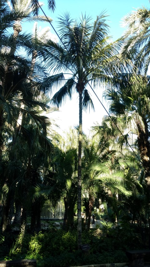 Picture of Howea forsteriana  