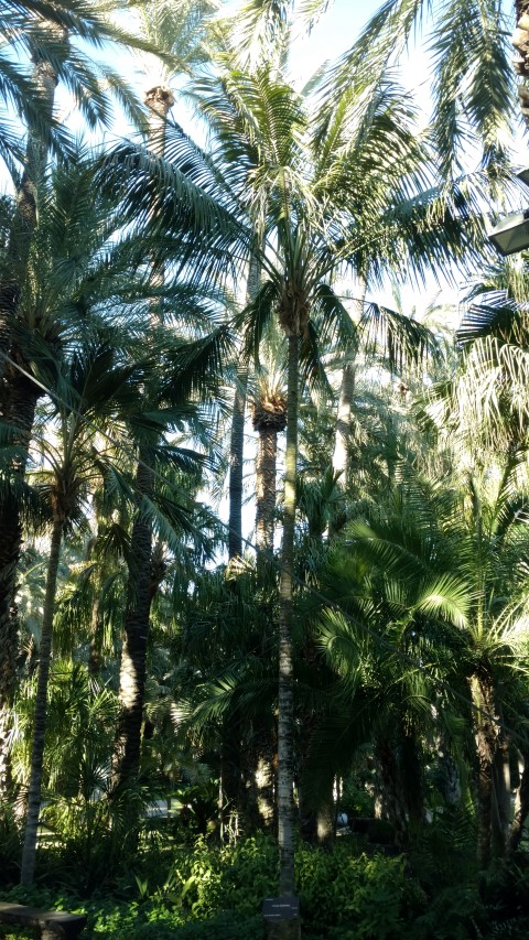 Picture of Howea forsteriana  