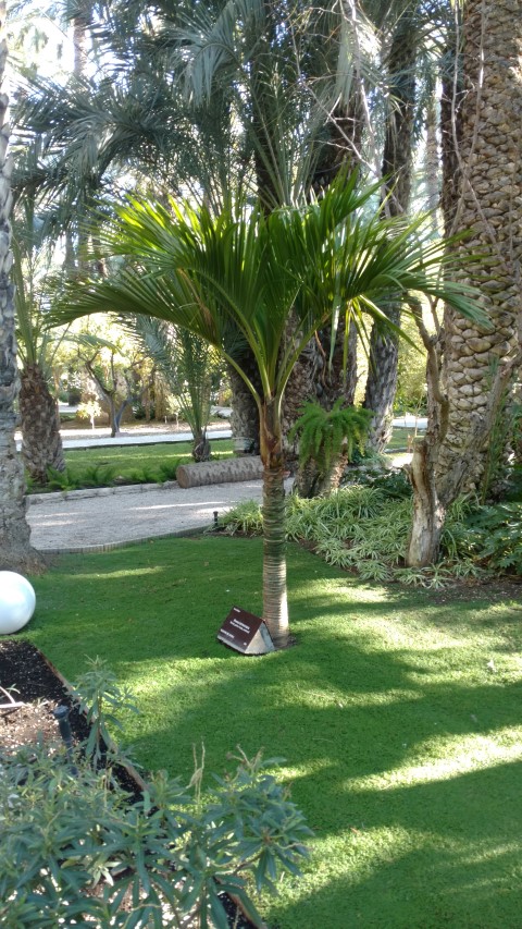 Picture of Howea belmoreana  Kentia, Palma rizada, centinela