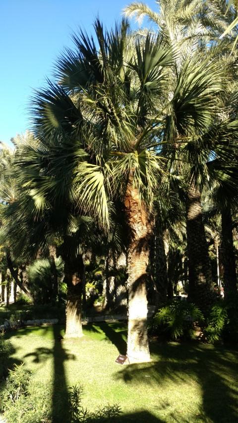 Picture of Sabal dominguensis  Santo Domingo Palmetto