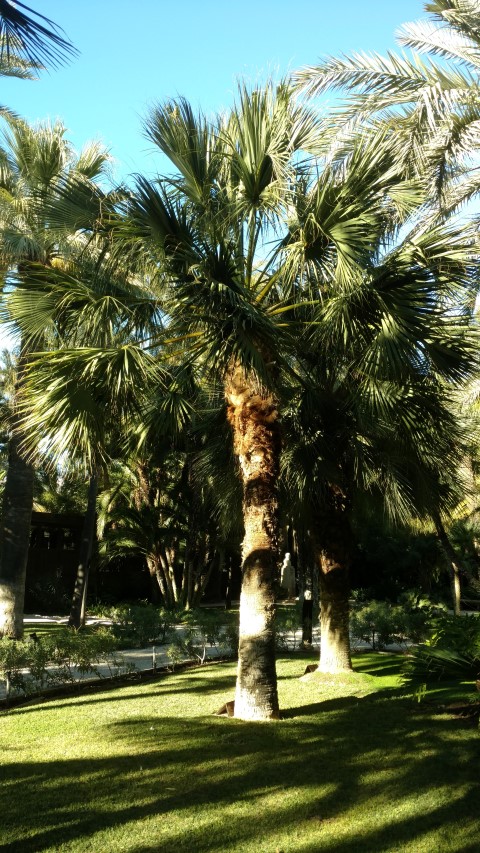 Picture of Sabal dominguensis  Santo Domingo Palmetto