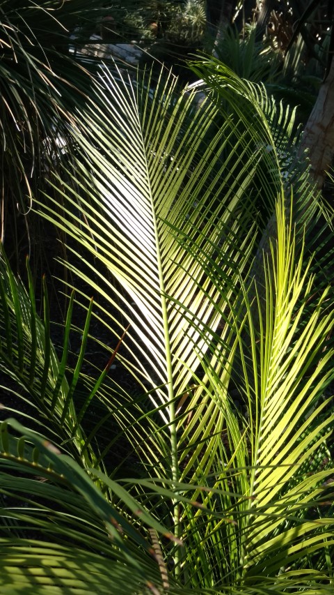 Macrozamia communis plantplacesimage20171216_133722.jpg