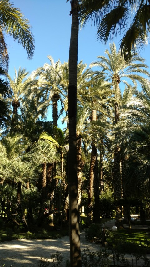 Picture of Syagrus romanzoffiana  Coco pulmoso