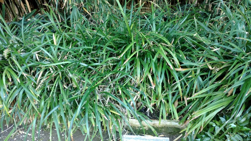 Picture of Ophiopogon jaburan  