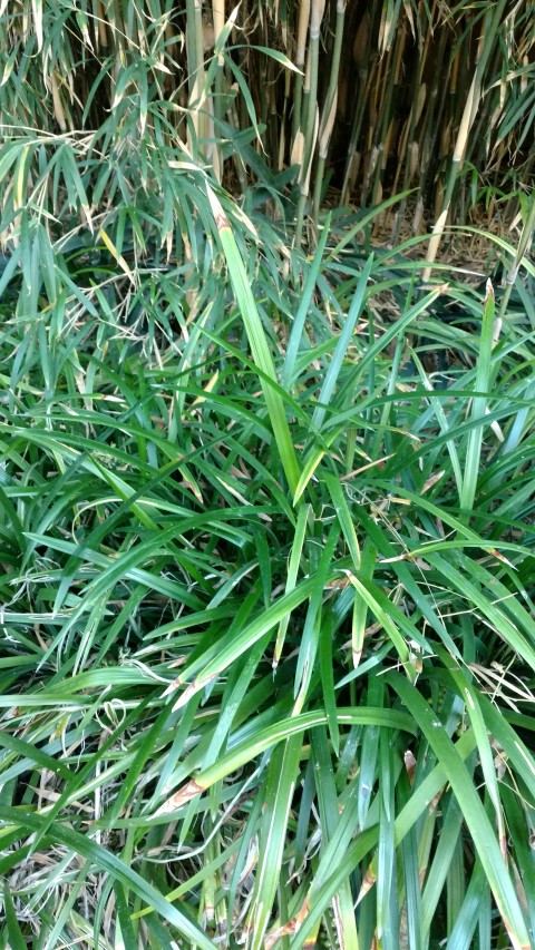 Picture of Ophiopogon jaburan  