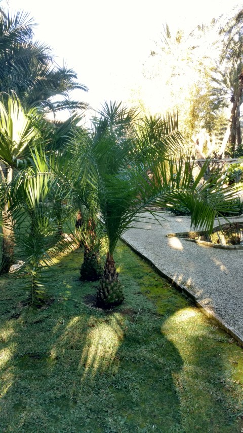 Picture of Phoenix humilis  