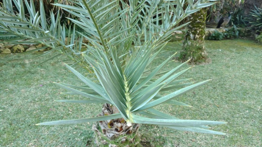 Picture of Phoenix theophrasti  Palma de creta