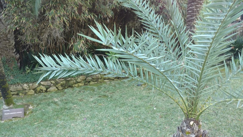 Picture of Phoenix theophrasti  Palma de creta