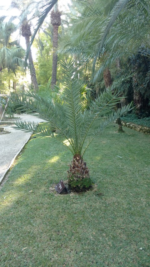 Picture of Phoenix theophrasti  Palma de creta