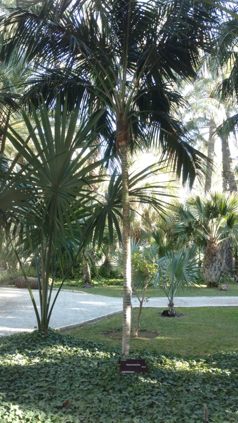 Picture of Howea forsteriana  