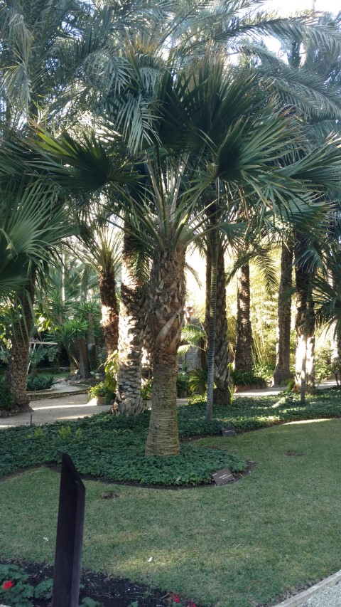 Picture of Sabal maritima  Palma cana, Guano blanco