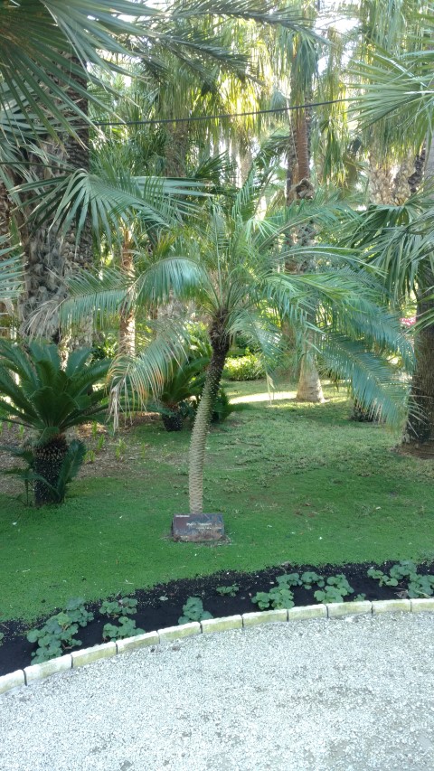 Picture of Phoenix roebelenii  