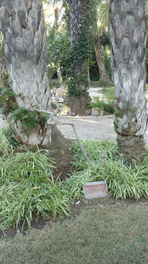 Picture of Malvaviscus arboreus  