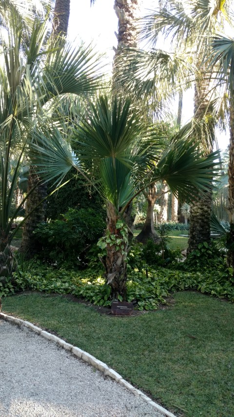 Picture of Sabal bermudana  Palmera de Las Bermudas