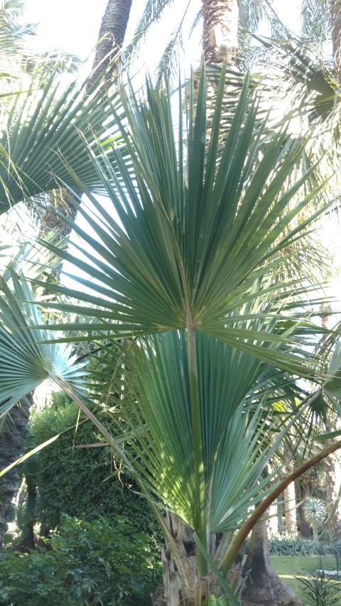 Picture of Sabal bermudana  Palmera de Las Bermudas