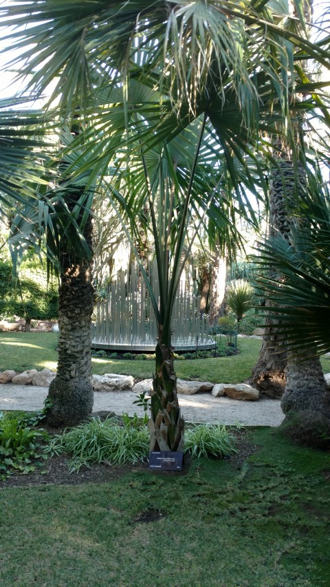 Picture of Sabal mauritiformis  