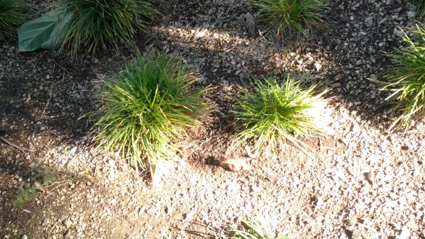 Picture of Ophiopogon japonicum  