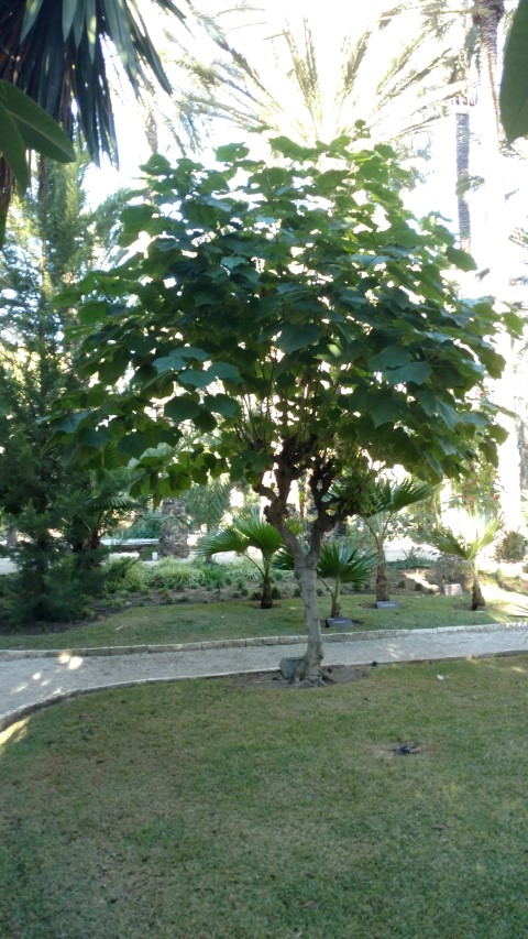 Picture of Dombeya spp  