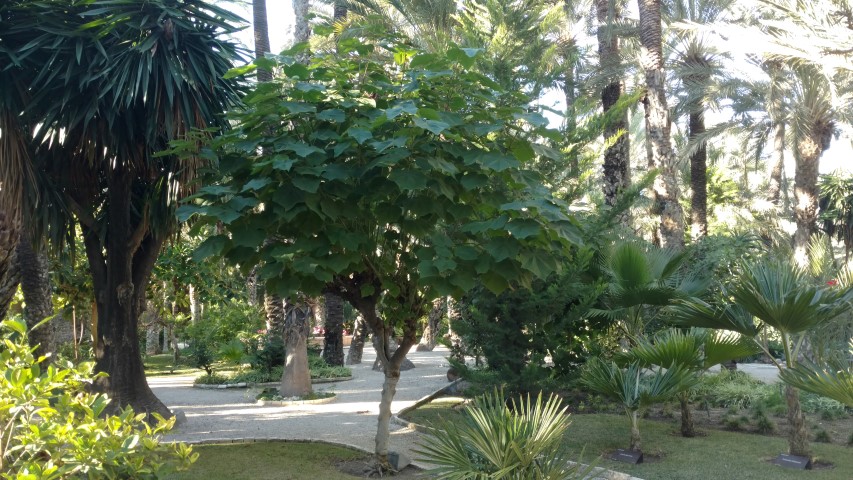 Picture of Dombeya spp  