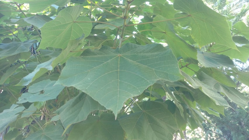 Picture of Dombeya spp  