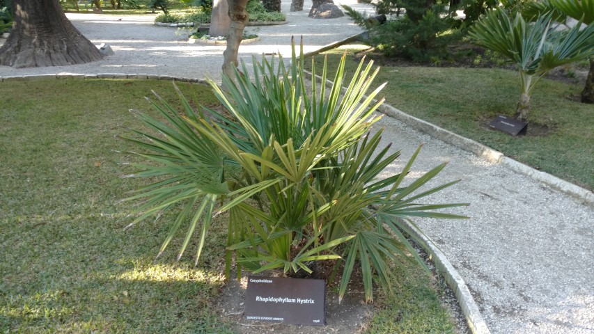 Picture of Rhapidophyllum hystrix  
