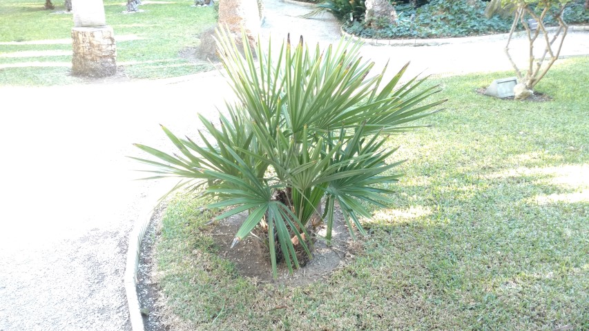 Picture of Rhapidophyllum hystrix  