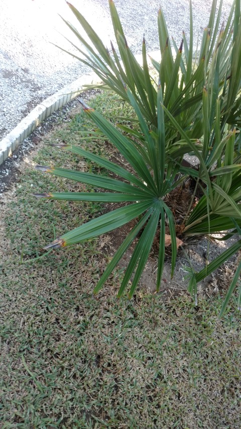 Picture of Rhapidophyllum hystrix  