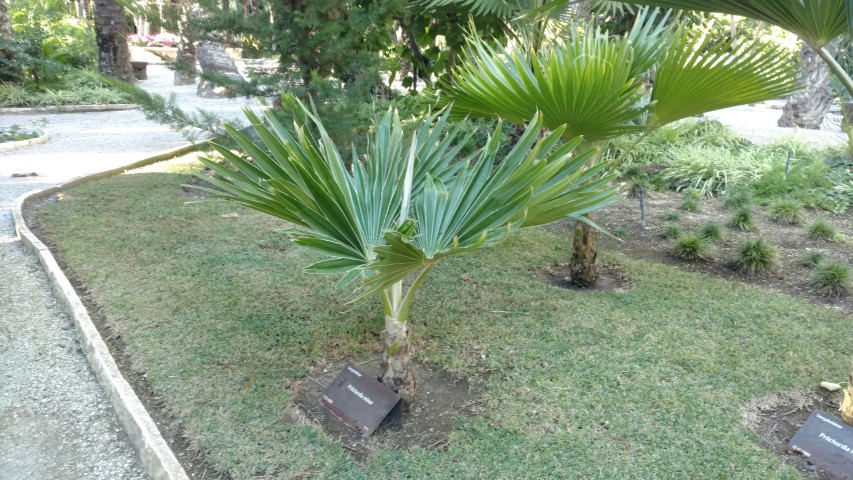 Picture of Prichardia minor  