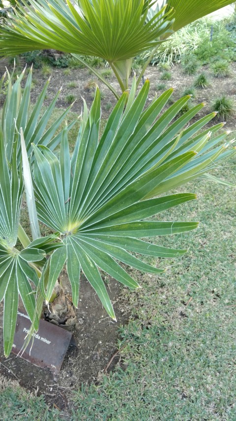 Picture of Prichardia minor  