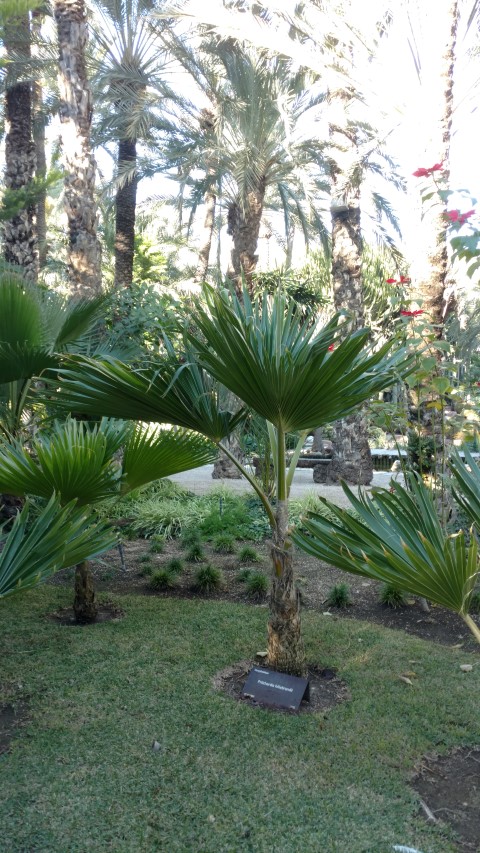 Picture of Prichardia hillebrandii  