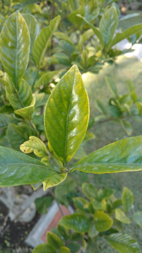 Picture of Gardenia jasminoides  Bunga China Cape Jasmine